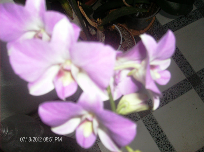 iulie2 2012 065 - orhidee 2012