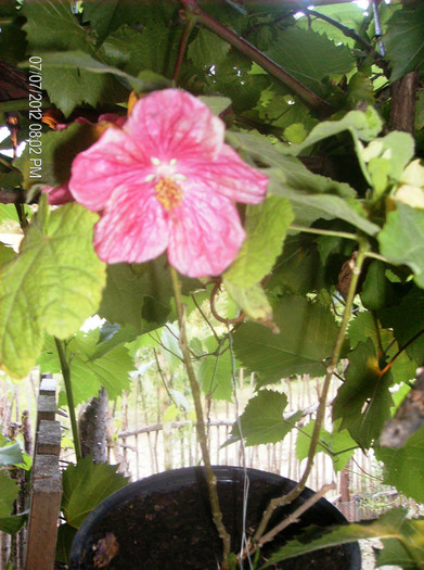 iulie2 2012 017 - abutilon 2012