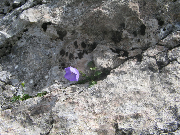 IMG_6715; O picătură de viaţă în piatră.

