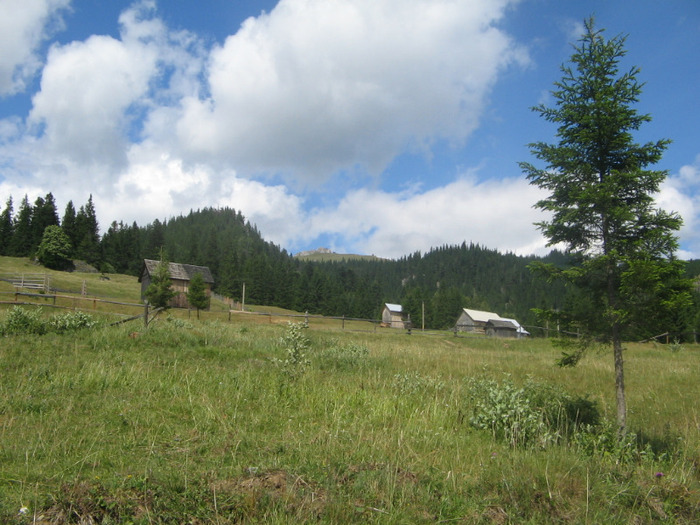 IMG_6761; Pe drumul forestier:Cabana Rarău-Chiril.În fundal, Popii Rarăului.
