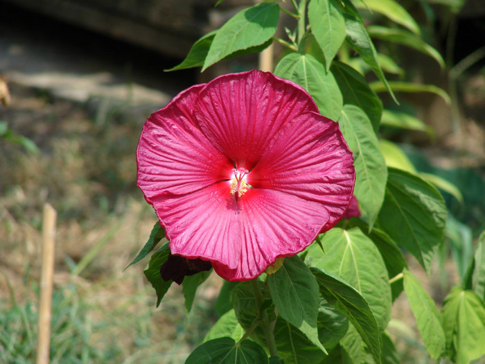 Luna Red - Hibiscus moscheotus