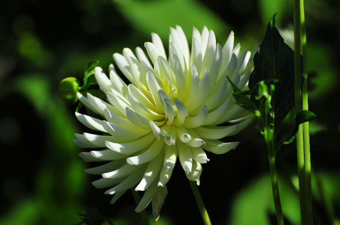 dalie alba - flori de gradina