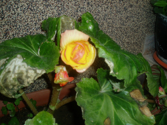 P1010461 - Ranunculus si begonii