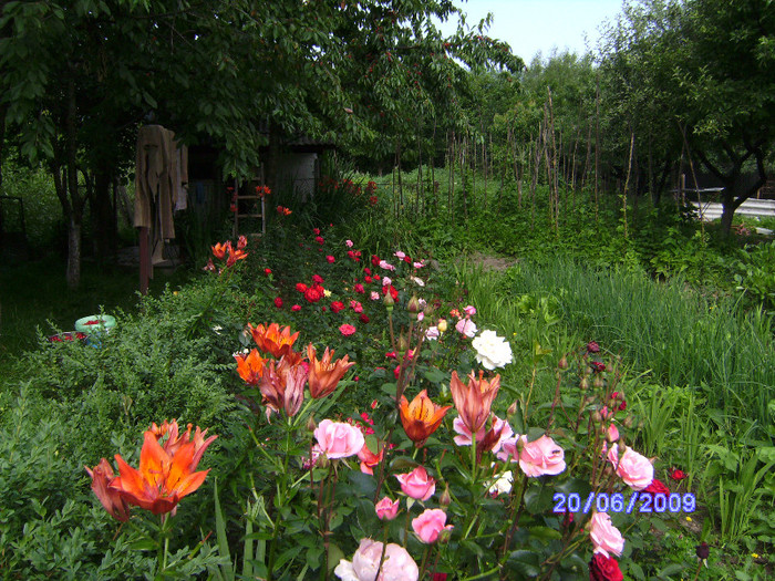 des roses de mon jardin (1) - flori de gradina