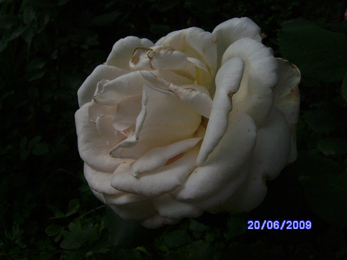 des roses de mon jardin (2) - flori de gradina
