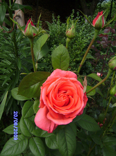 des roses de mon jardin (5) - flori de gradina