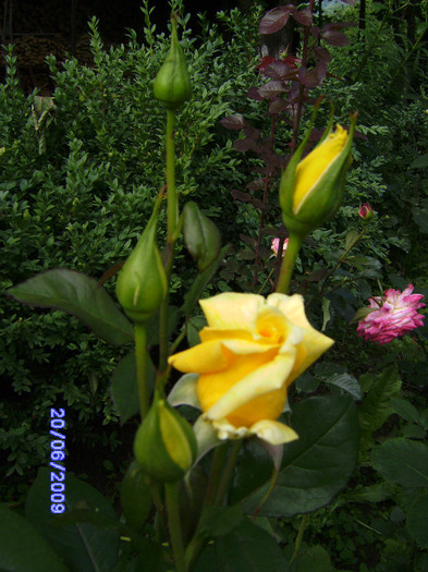 des roses de mon jardin (6) - flori de gradina