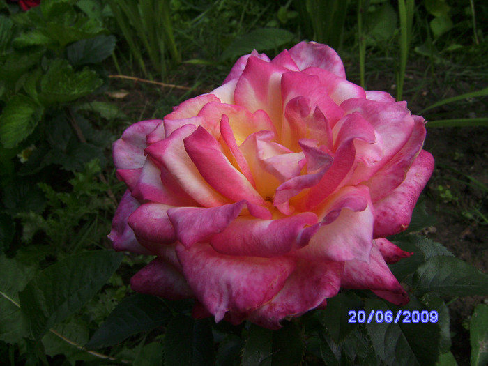 des roses de mon jardin (9) - flori de gradina