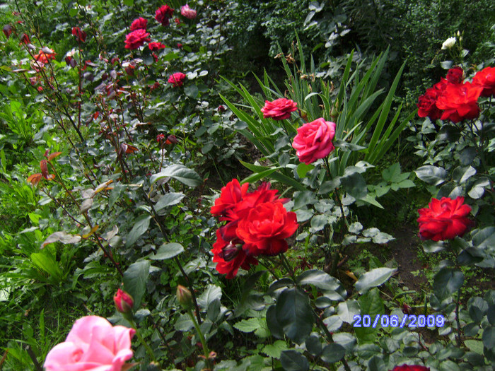 des roses de mon jardin (12) - flori de gradina