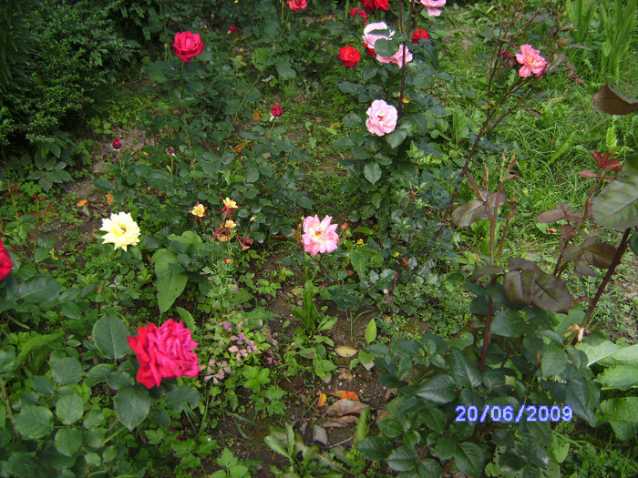 des roses de mon jardin (13) - flori de gradina