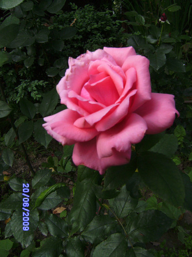 des roses de mon jardin (15) - flori de gradina