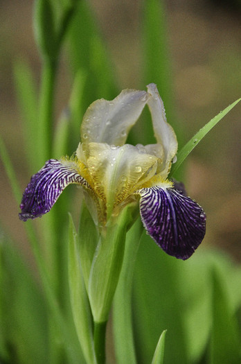 iris - flori de gradina