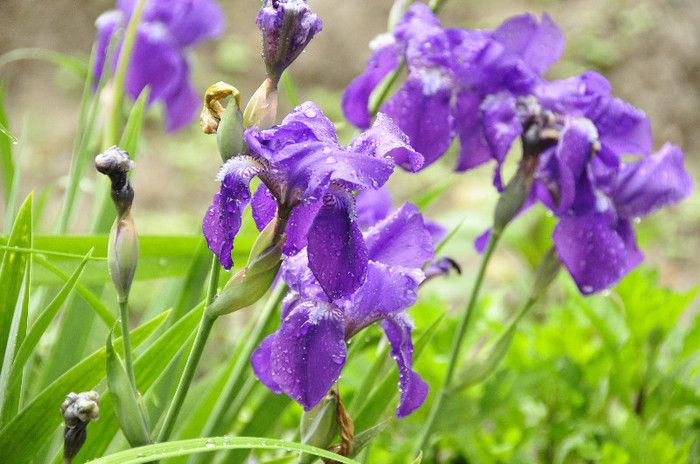 iris mov - flori de gradina
