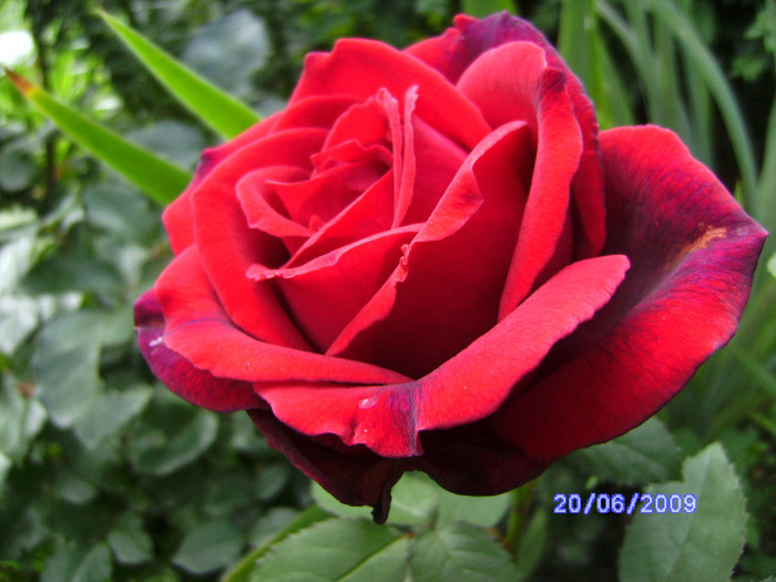rosu 1 - flori de gradina