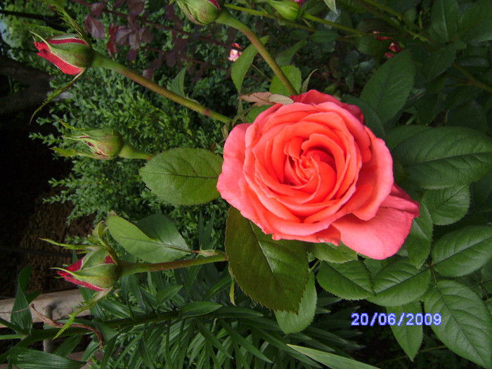 rosu 2 - flori de gradina