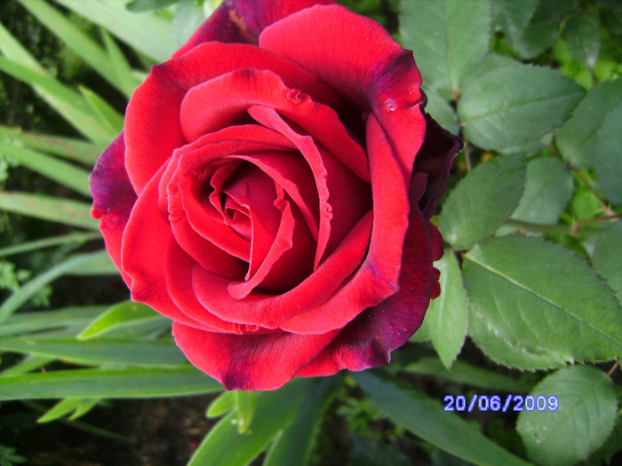 rosu 3 - flori de gradina