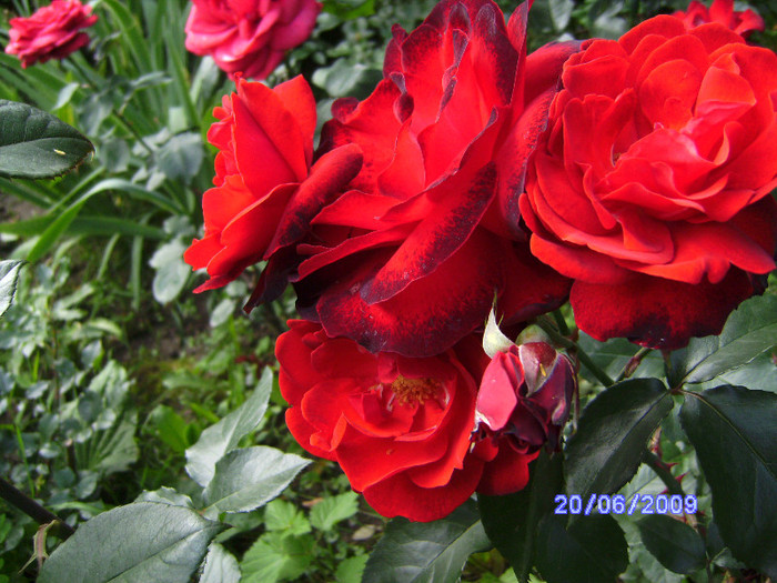 rosu 5 - flori de gradina