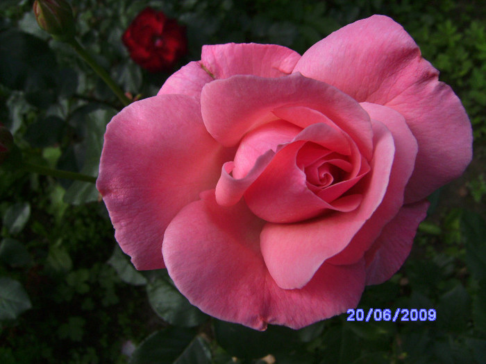 roz 1 - flori de gradina