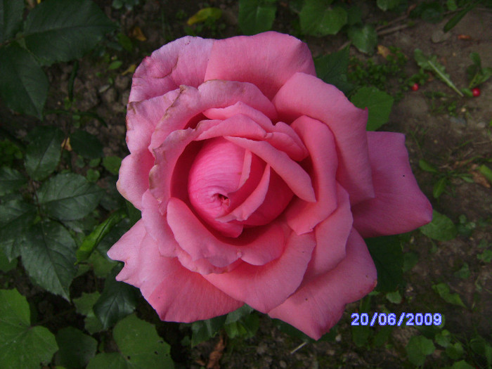 roz 2 - flori de gradina