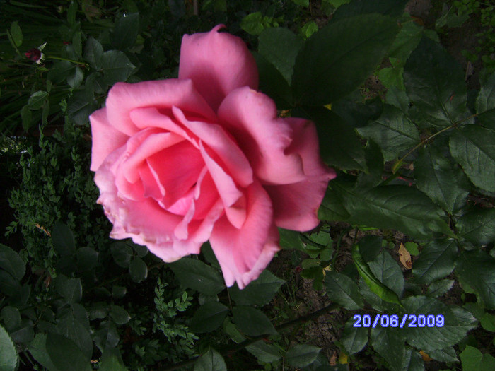 roz 3 - flori de gradina
