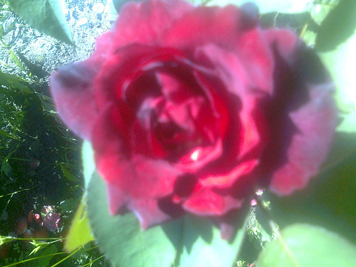 Roza 2 - flori de gradina