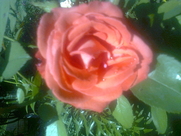 roze - flori de gradina