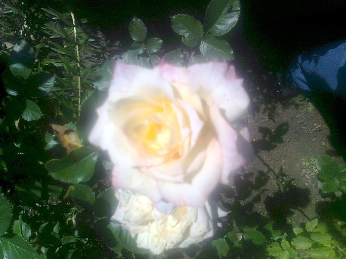 Roze 1 - flori de gradina