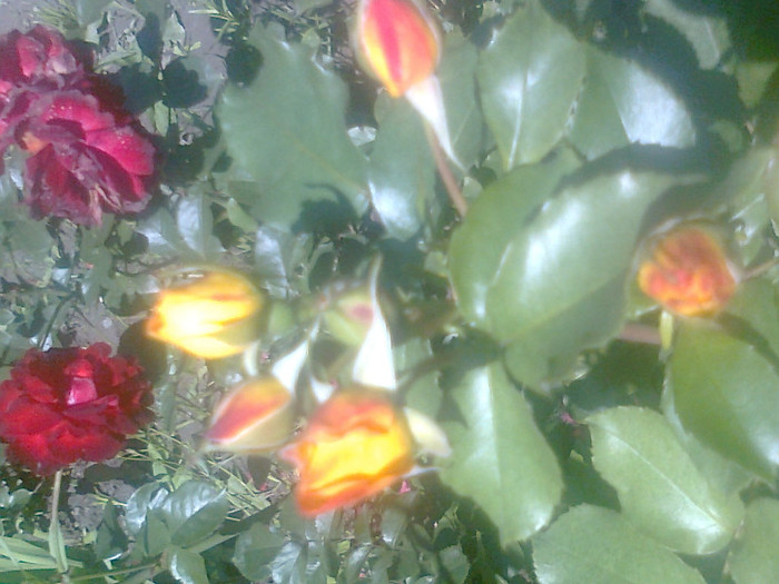 roze (4) - flori de gradina