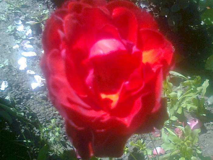 roze (5) - flori de gradina