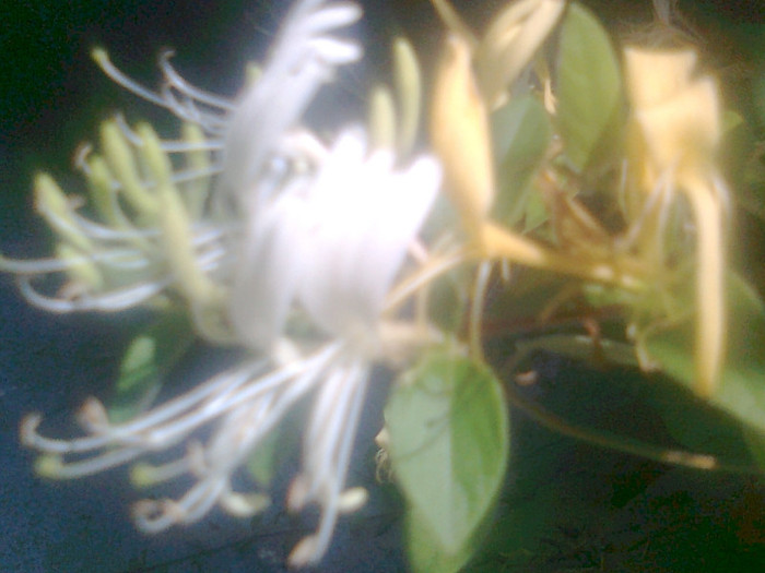 caprifoi - flori de gradina
