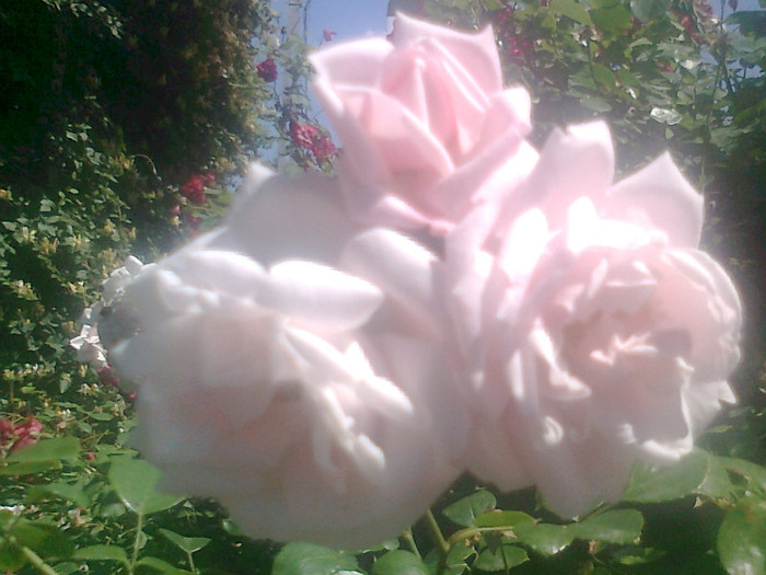 roze (8) - flori de gradina