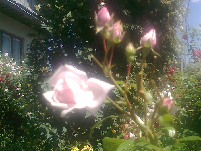 roze (9) - flori de gradina