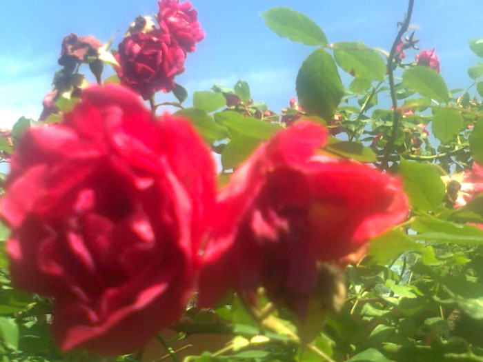 roze (12) - flori de gradina