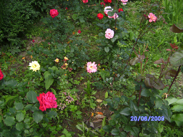 roze 14 - flori de gradina