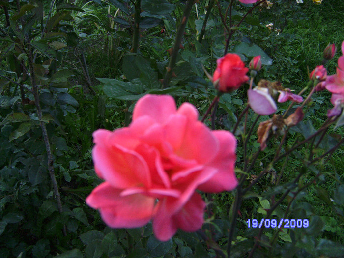 roze 15 - flori de gradina