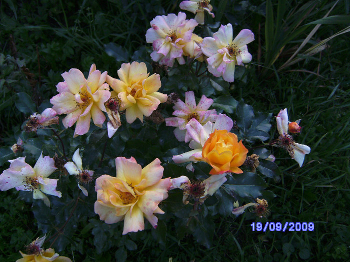 roze 16 - flori de gradina