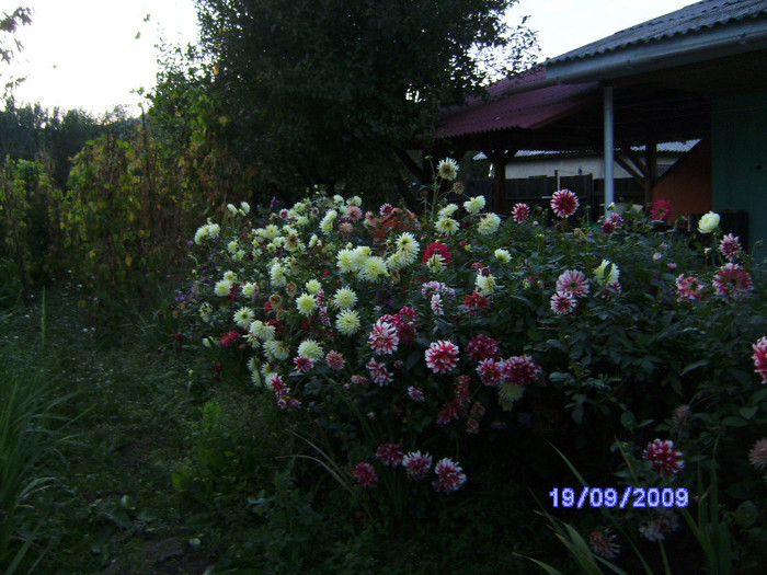 Seara de septembrie - flori de gradina