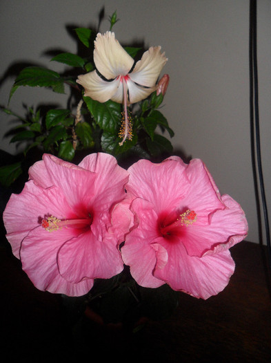 Hibiscus grup