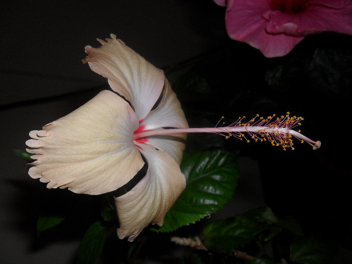 Hibiscus Sprinkle Rain