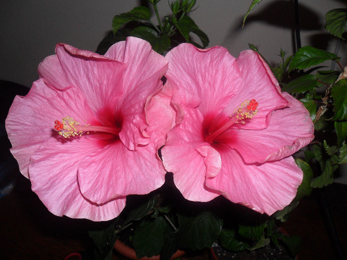 Hibiscus Long Life ( a doua zi )