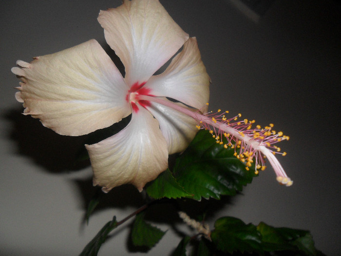 Hibiscus Sprinkle Rain ( Fort de France )