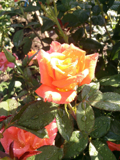 Photo0379