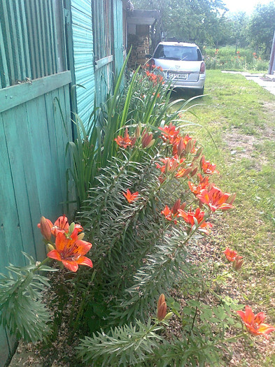 crini rosii- iunie - flori de gradina