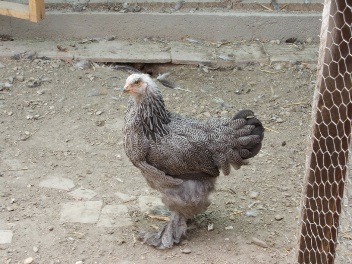 brahma herminat inchis