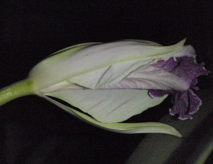 boboc lueddemanniana noaptea - Cattleya