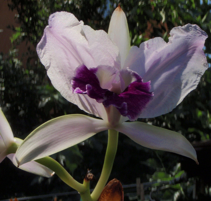 luedd dimineata in soare - Cattleya