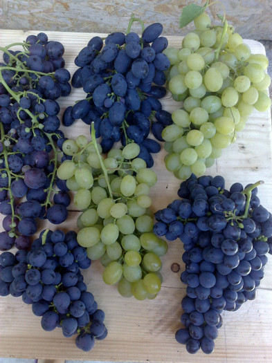 21072012alaturi de black m, esther si cardinal