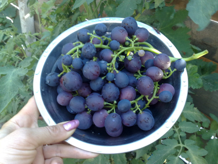 19072012 cardinal - VITA DE VIE 2012