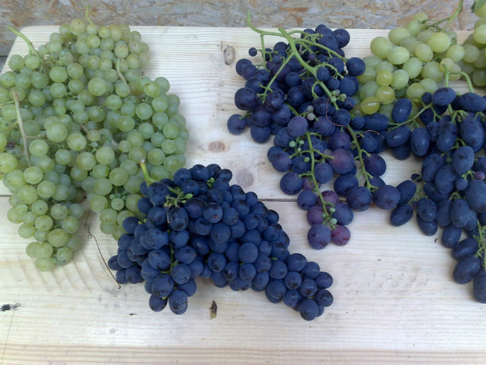 21072012 - VITA DE VIE 2012