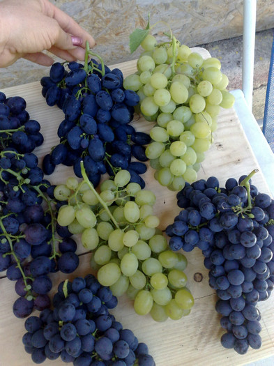 21072012 - VITA DE VIE 2012